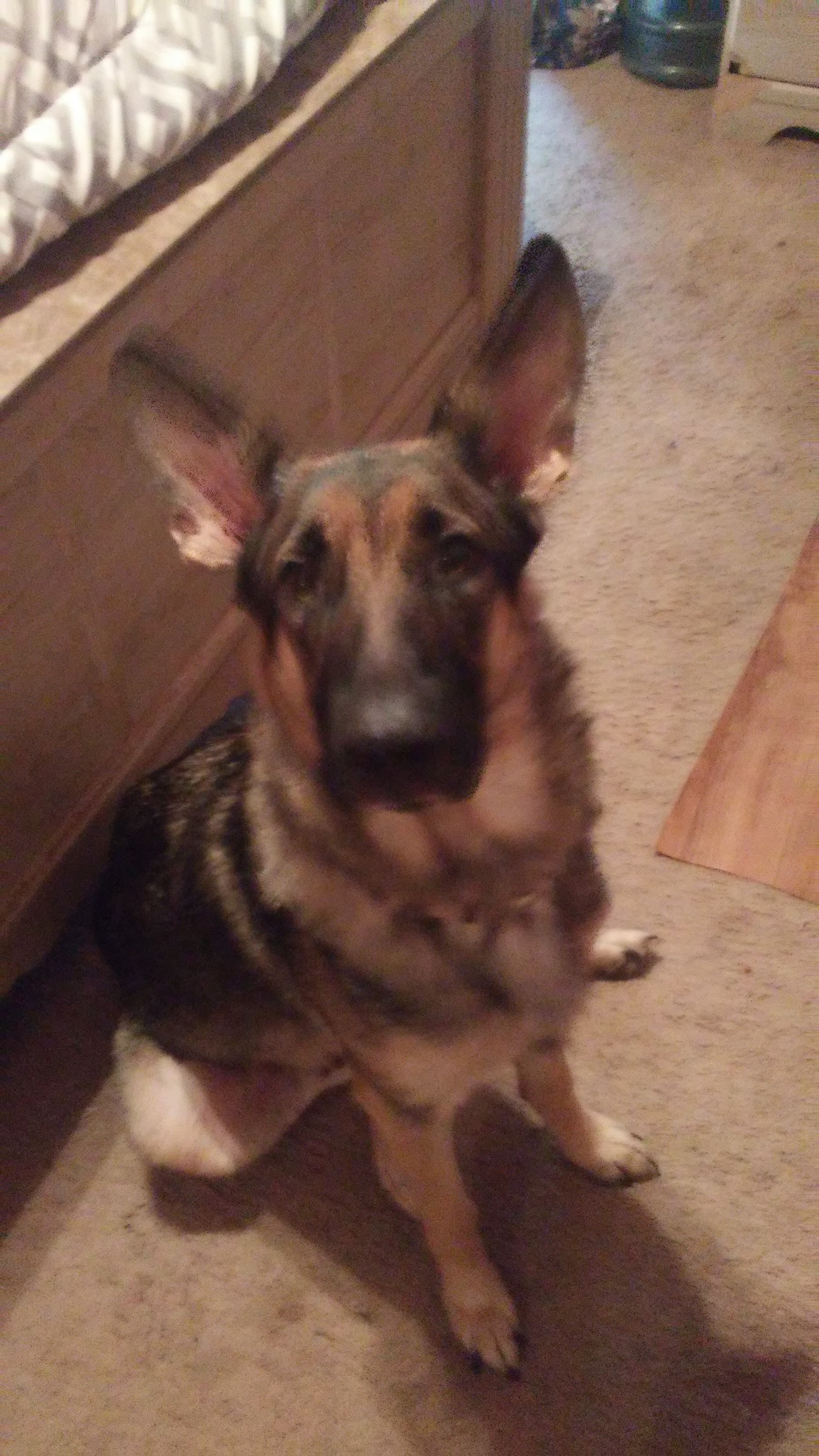 Sheba