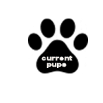 Current Puppies